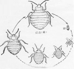 臭 蟲(chóng)的防 制